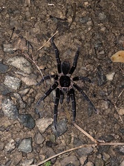 Cyrtopholis portoricae