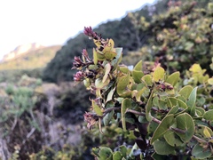 Arctostaphylos osoensis