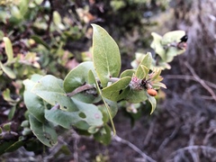 Arctostaphylos osoensis