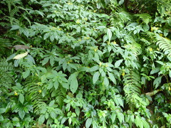 Impatiens drepanophora