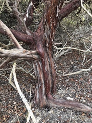 Arctostaphylos osoensis