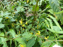 Impatiens drepanophora