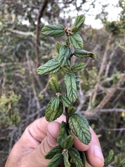 Ceanothus thyrsiflorus obispoensis