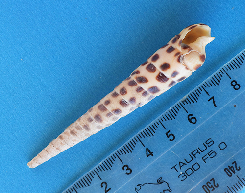 Terebra consobrina