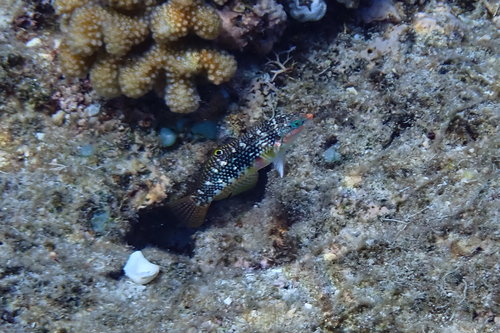 Labayan (Halichoeres margaritaceus) — Labridae — 5