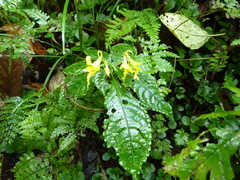 Impatiens drepanophora