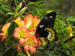 Ornithoptera goliath
