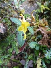 Impatiens drepanophora
