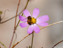 Apis mellifera