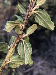 Ceanothus thyrsiflorus obispoensis