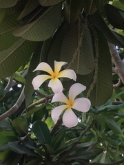 Plumeria