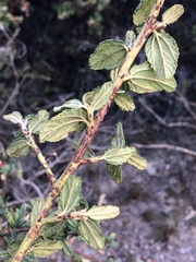 Ceanothus thyrsiflorus obispoensis