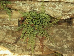 Asplenium bradleyi