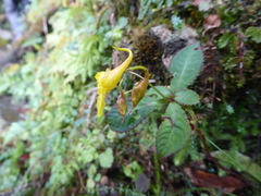 Impatiens drepanophora
