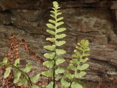 Asplenium bradleyi