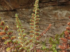 Asplenium bradleyi