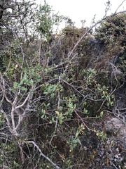 Ceanothus thyrsiflorus obispoensis