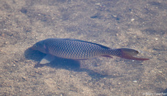 Cyprinus carpio