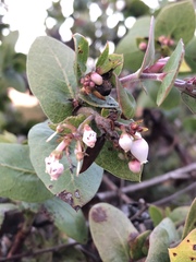 Arctostaphylos osoensis