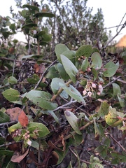 Arctostaphylos osoensis