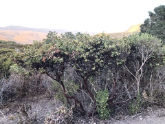 Arctostaphylos osoensis