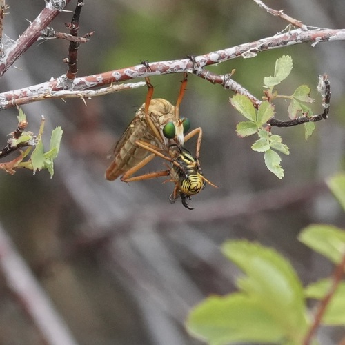Unknown species found near Power County, ID, USA