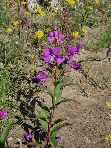 fireweed