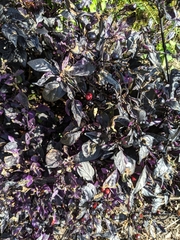 Piperales