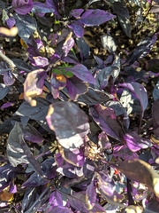 Piperales