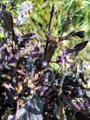 Piperales