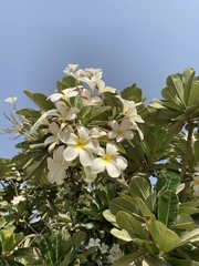 Plumeria