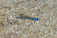 Argia nahuana