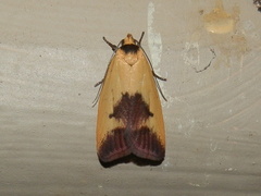Ageletha hemiteles