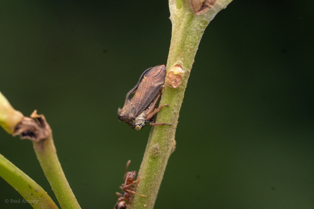 Pogonotus