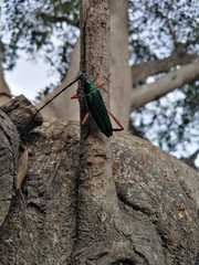 Plinthocoelium chilense