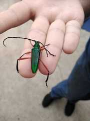 Plinthocoelium chilense