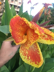 Canna × generalis