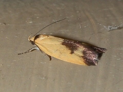Ageletha hemiteles
