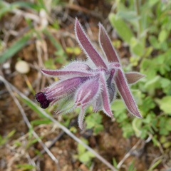 Nonea vesicaria
