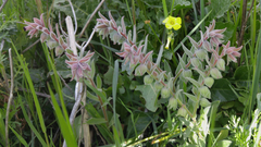 Nonea vesicaria