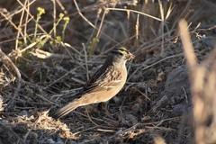 Zonotrichia leucophrys × atricapilla