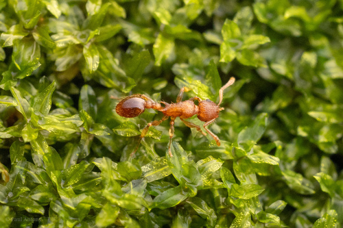Vombisidris humboldticolaVombisidris humboldticola