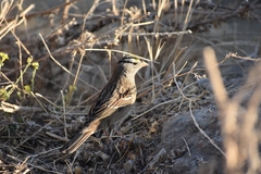 Zonotrichia leucophrys × atricapilla