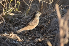 Zonotrichia leucophrys × atricapilla