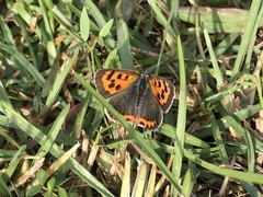 Lycaena phlaeas daimio