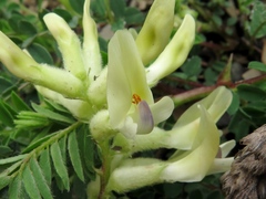 Astragalus crassicarpus trichocalyx
