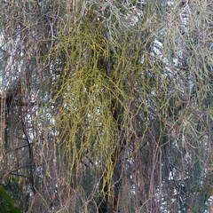 Viscum articulatum