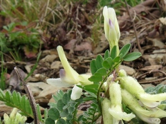 Astragalus crassicarpus trichocalyx