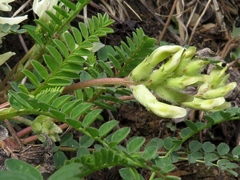Astragalus crassicarpus trichocalyx