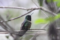 Heliangelus amethysticollis